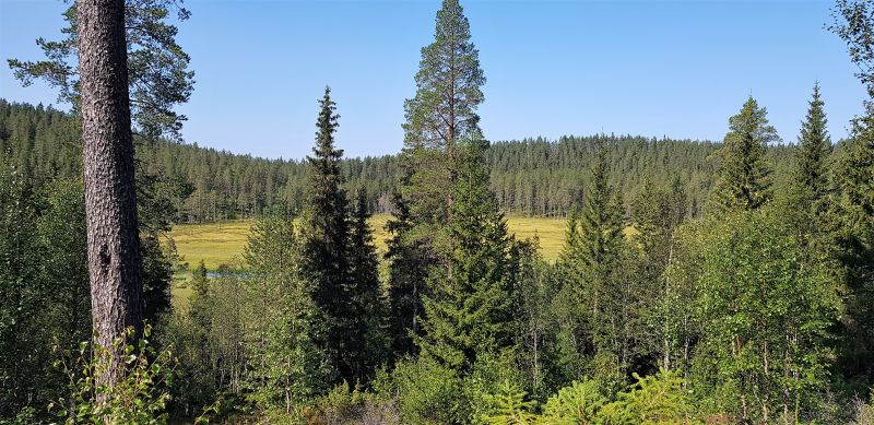 Fil:Kaldevjekjølen.jpg