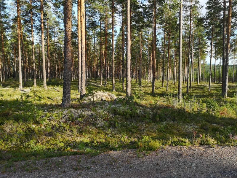 Fil:Busttangen1.jpg