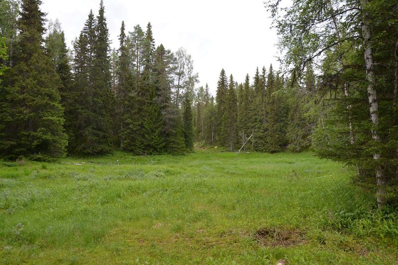 Fil:Gjellegull-loken.jpg