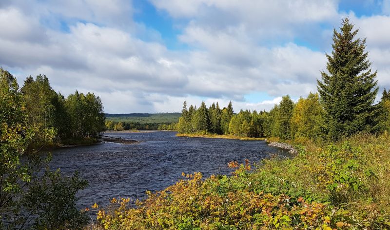 Fil:Skogsneset.jpg