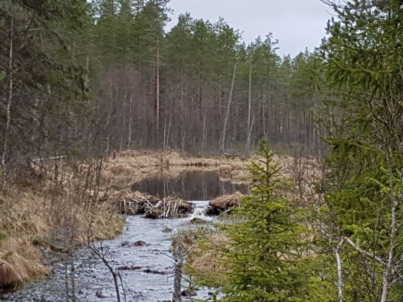 Fil:Rundsjøbekken2.jpg