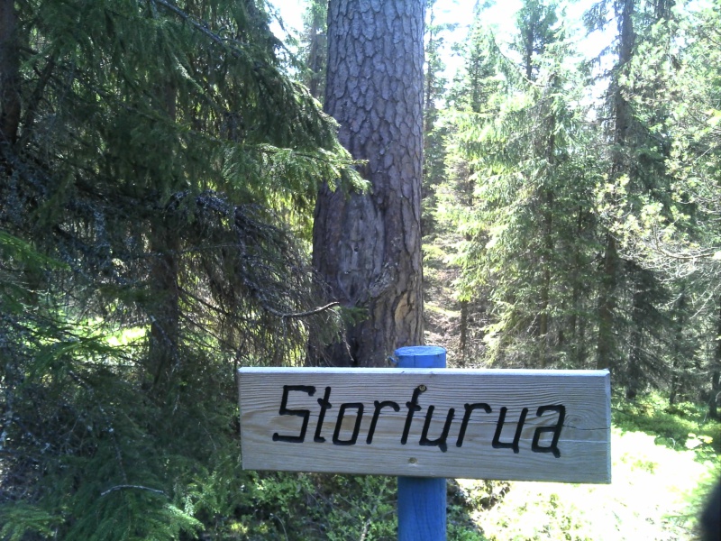 Fil:Storfurua.jpg