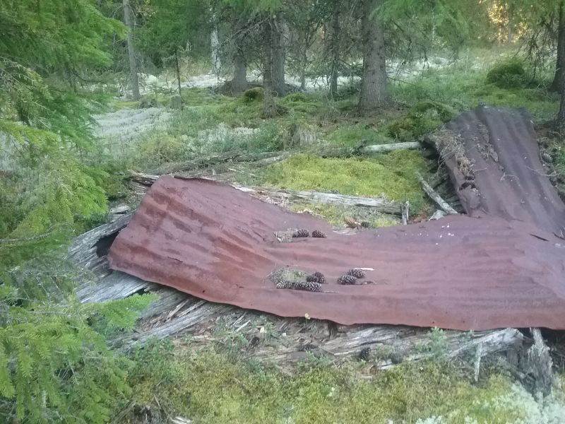 Fil:Sløkjemyrkoia.jpg