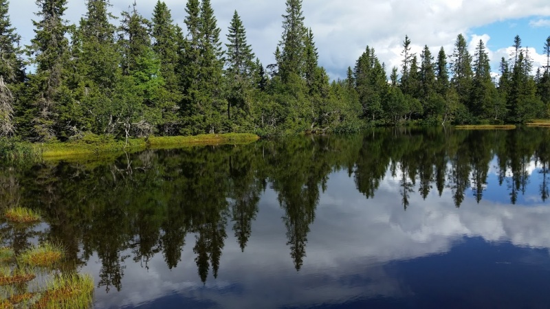 Fil:Saukjelda i Grønberget.jpg