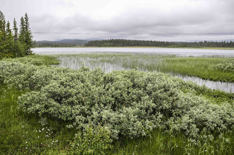 Fil:Skjeftflensjøen 2.jpg