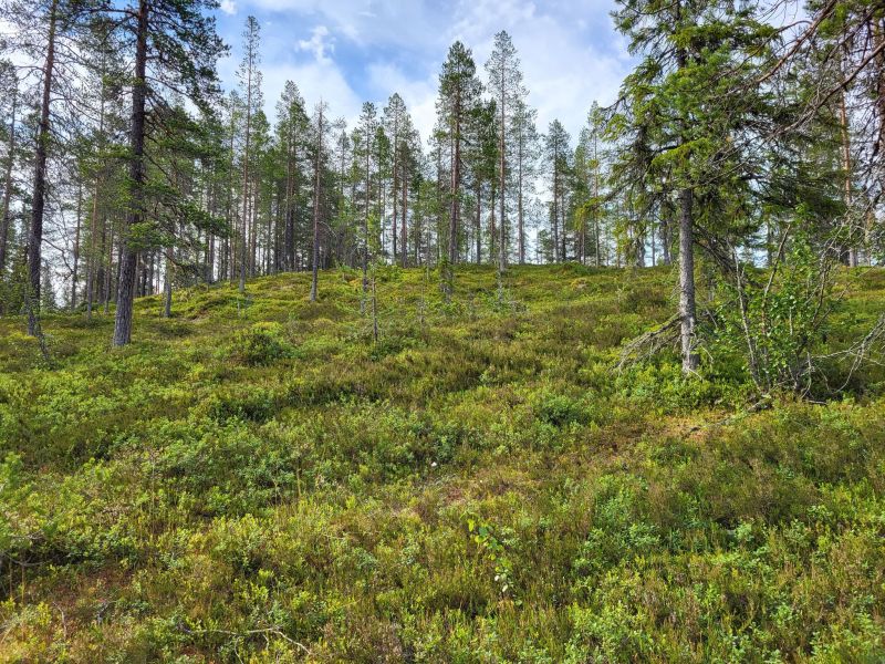 Fil:Rundhaugen.jpg