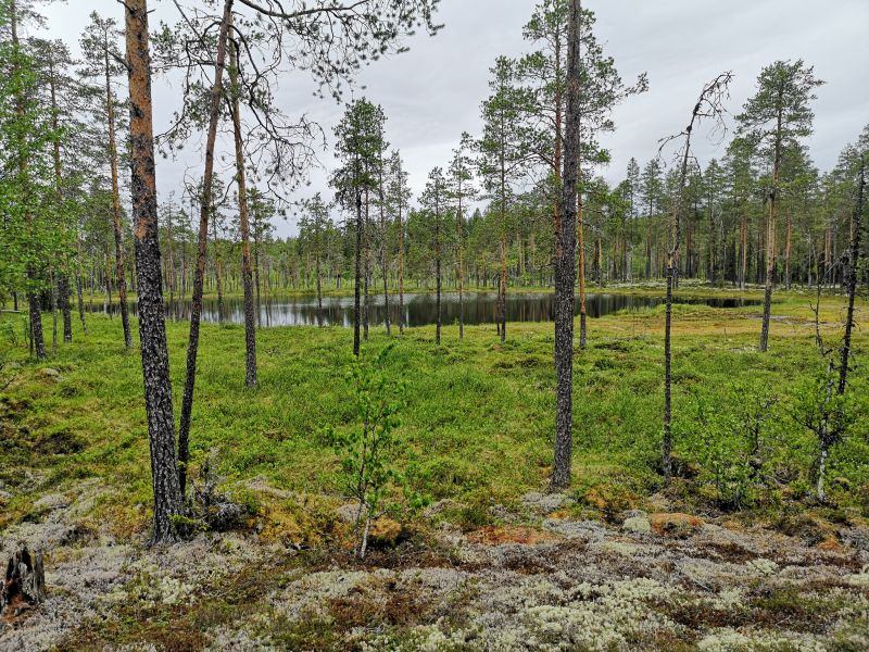 Fil:Orretjernet2.jpg