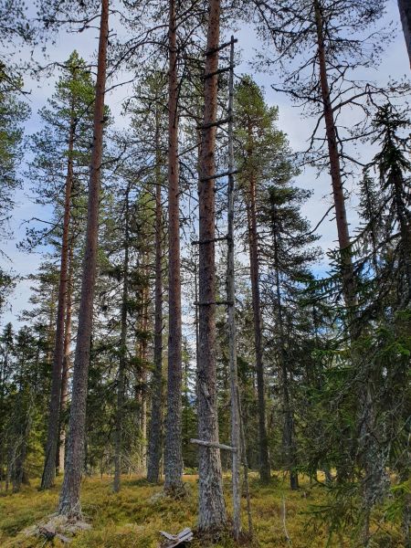 Fil:Svartåsknappen1.jpg