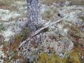 Miniatyrbilde av versjonen fra 12. sep. 2024 kl. 16:55