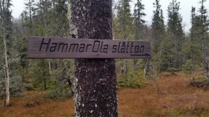 Hammar-Ola-slåtten.jpg