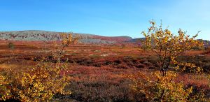 Trysil-Knuts fjellverden.jpg