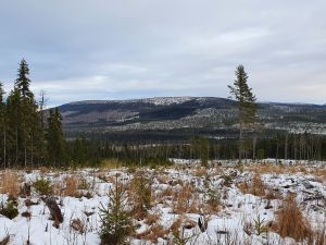 Stormora (Ljørdalen).jpg