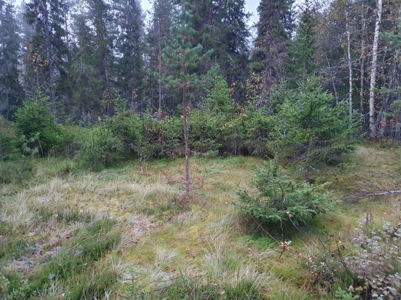 Fil:Skogvokterstugua ved Gjervolla.jpg