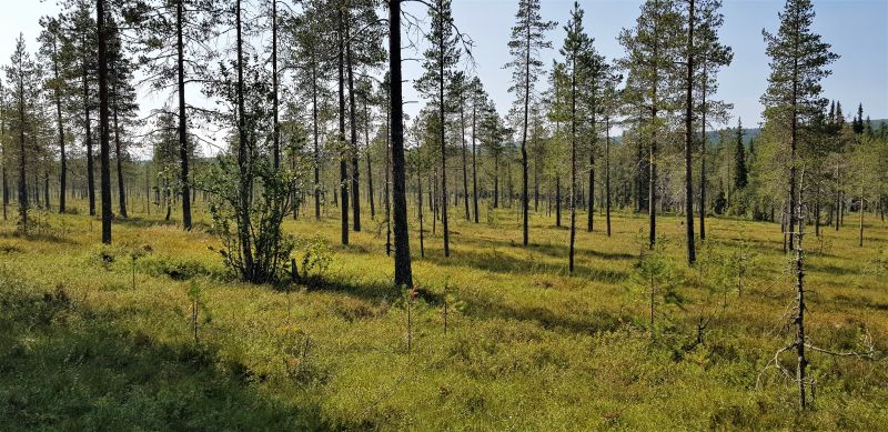Fil:Styggbekkjølen.jpg