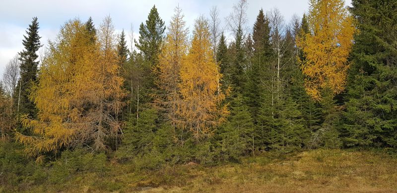 Fil:Lerketreskogen.jpg