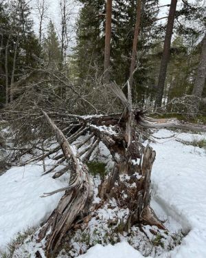 Eplekvea i Flermoberget1.jpg