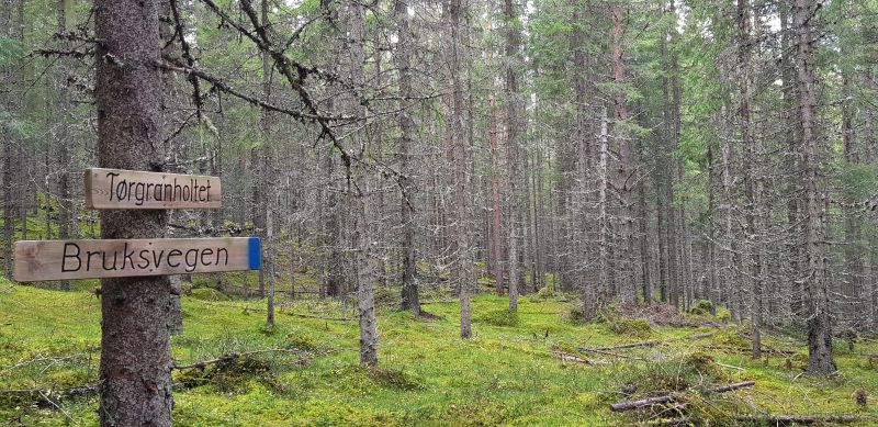 Fil:Tørgranholtet.jpg