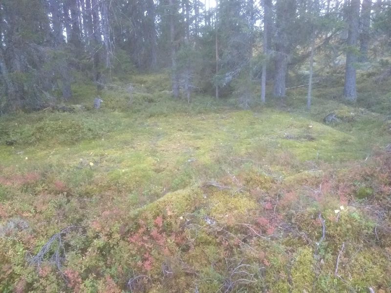 Fil:Potetåkre i Kjærsundåsen.jpg
