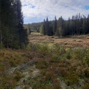 Nybergsund skytterlags gamle bane 1.jpg