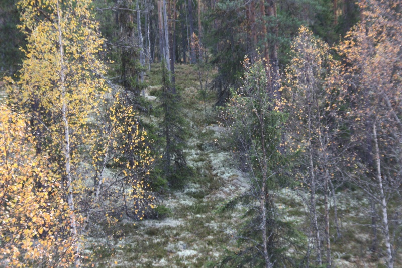 Fil:Svenskvegen Flermoen.jpg