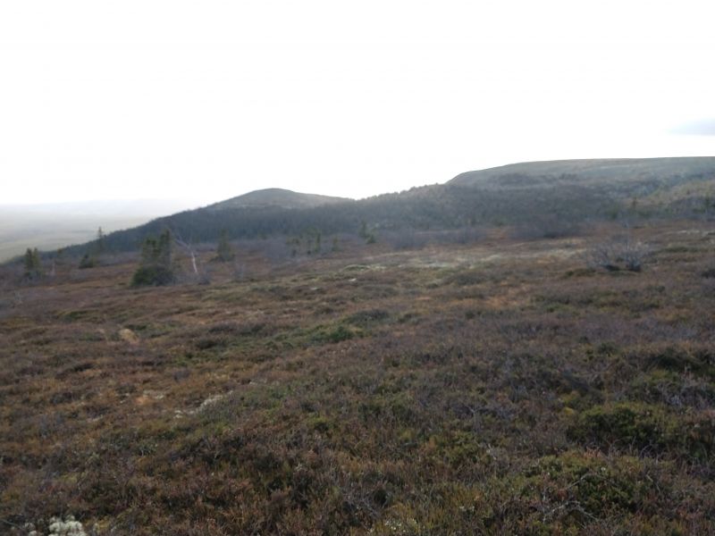 Fil:Sauhøa1.jpg
