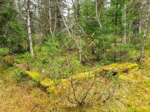 Svarttjønnkoia ruin.jpg