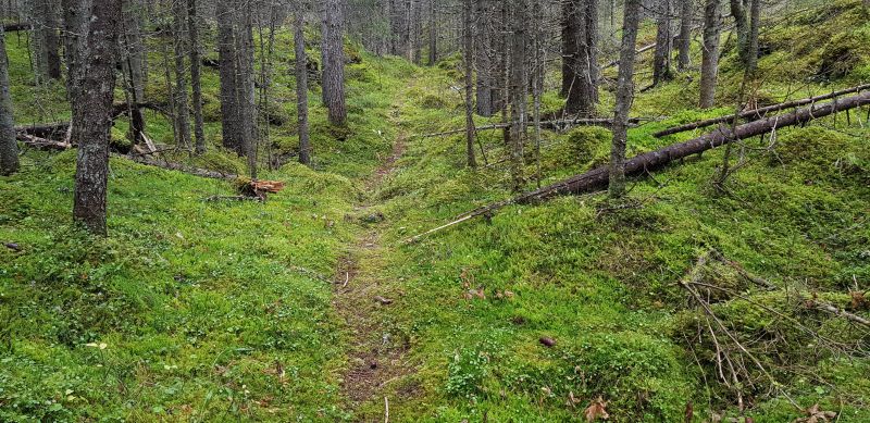 Fil:Antonsvegen2.jpg
