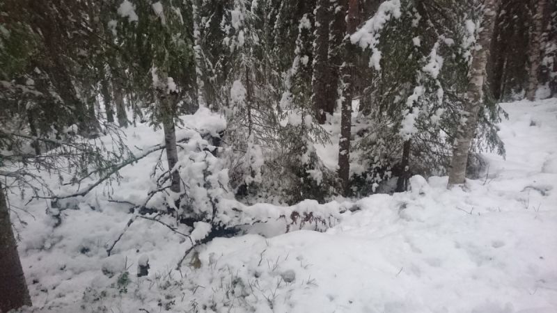 Fil:Skytebanen 800 m (Ljørdalen)1.jpg