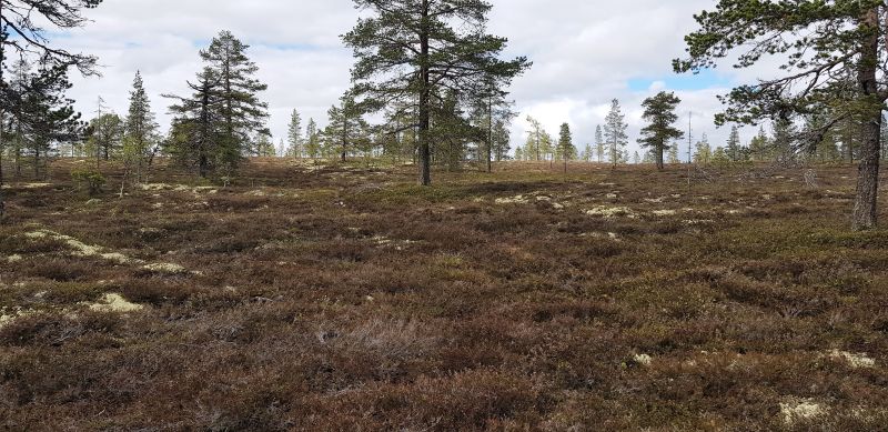 Fil:Slettvola3.jpg