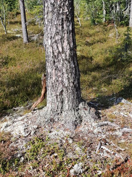Fil:Vendtallen3.jpg