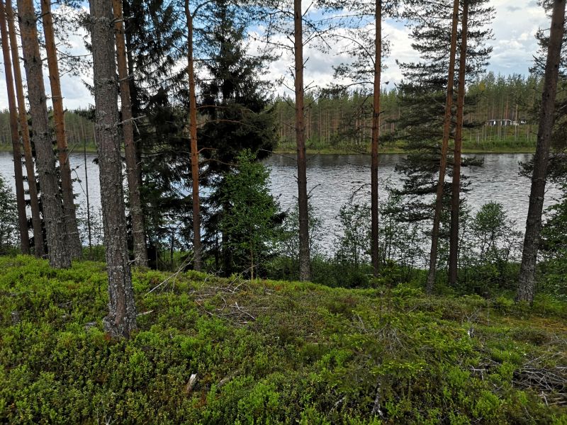 Fil:Langvarpet2.jpg