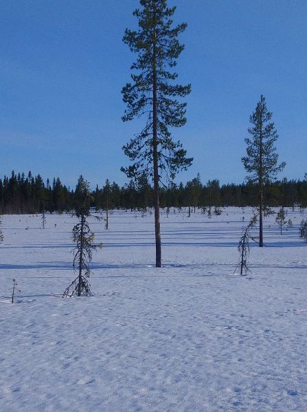 Fil:Grønnflekkmyra3.jpg