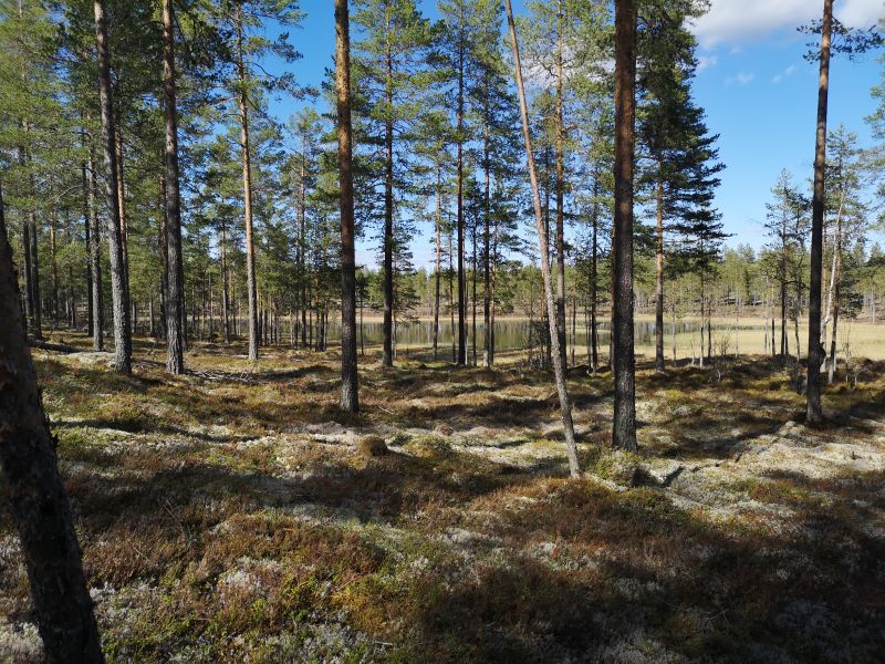 Fil:Kvetjønnet01.jpg
