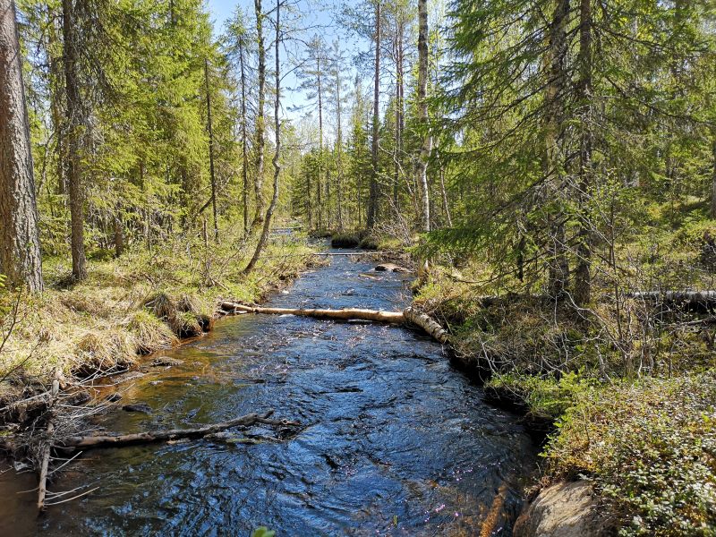 Fil:Langtjønnbekken1.jpg