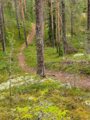 Vegen Kompanisaga-Åsen.jpg