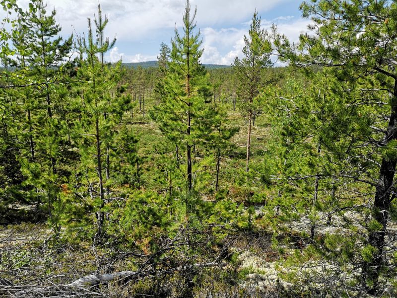 Fil:Gørsildkjølen.jpg