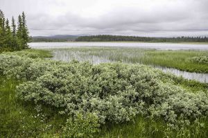 Skjeftflensjøen 2.jpg