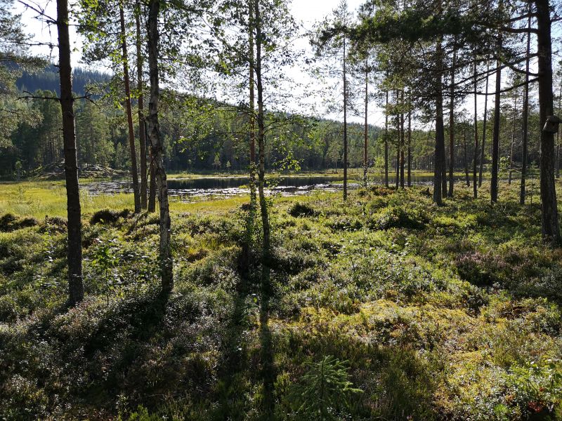 Fil:Lakkalamp1.jpg