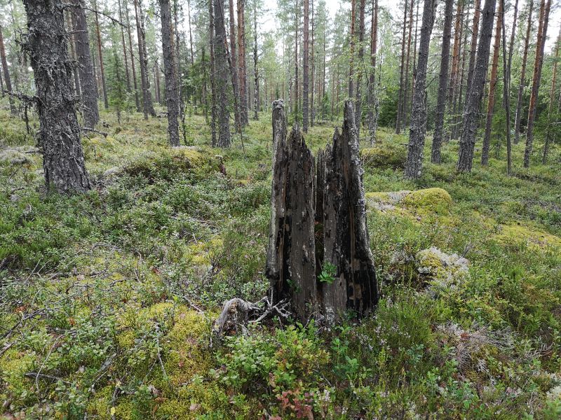 Fil:Bradansmoen2.jpg
