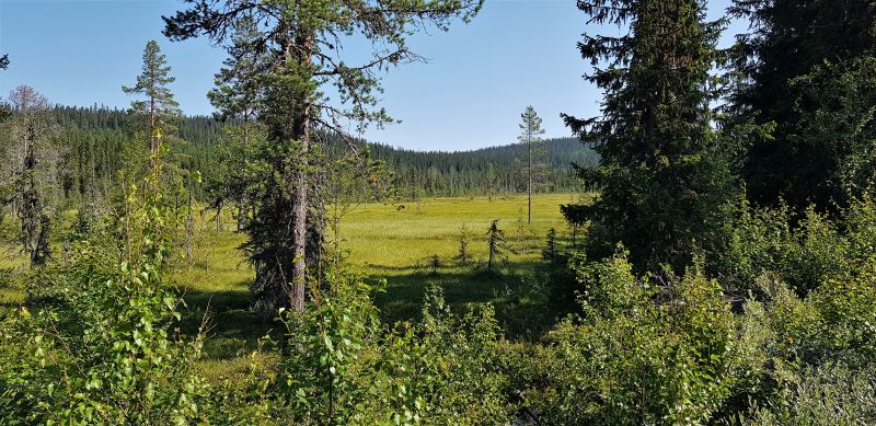 Fil:Ormåsmyra.jpg