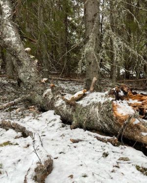 Eplekvea i Flermoberget.jpg