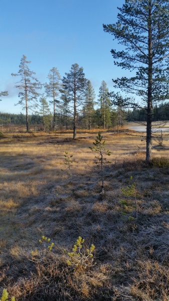 Fil:Langrønningen 2.jpg